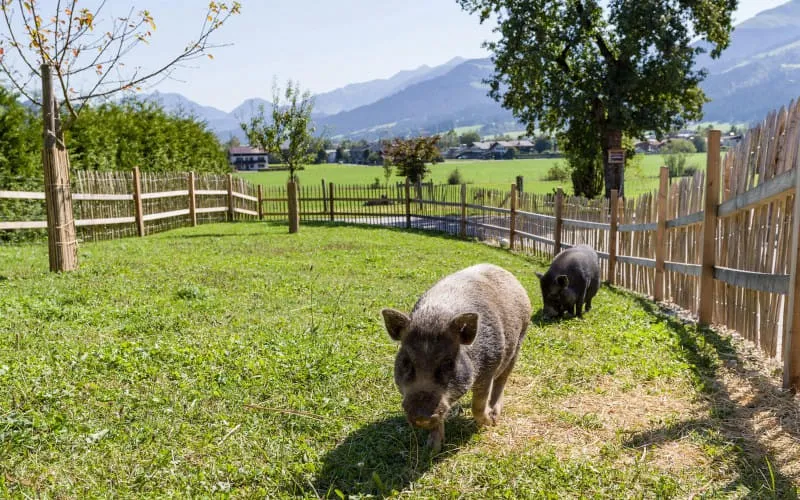 narzenhof_baernstetten_31_st_johann_09_2020_schweine.jpg